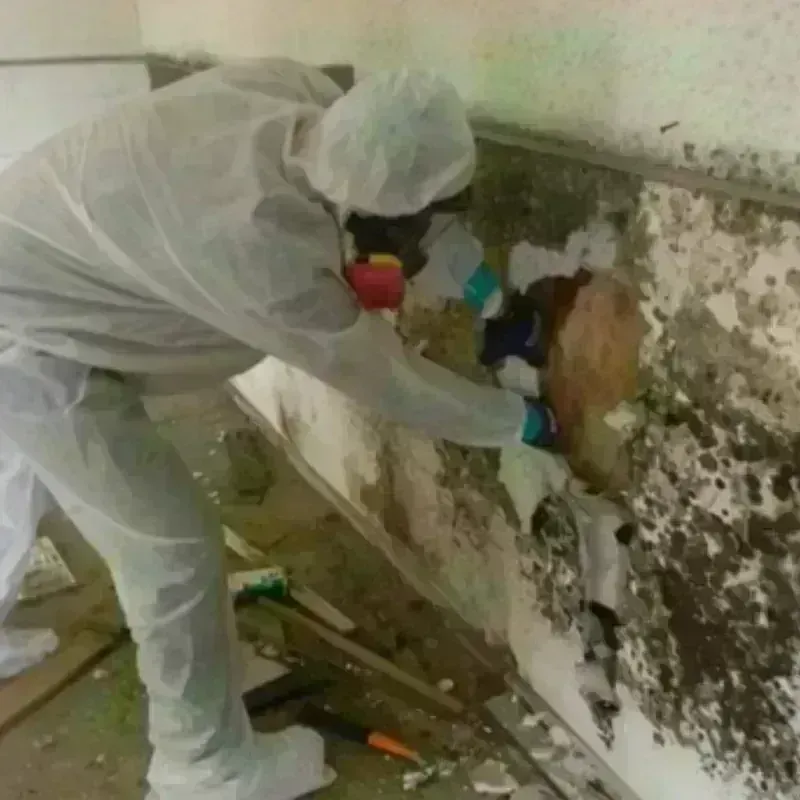 Mold Remediation and Removal in Franklin County, GA